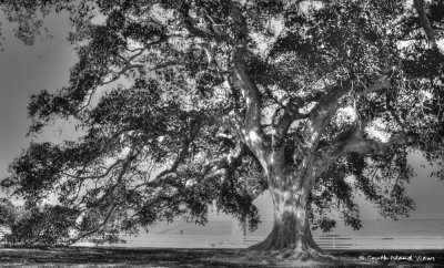 Plantation Oak