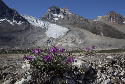 Nameless glacier and Arctic Riverbeauty