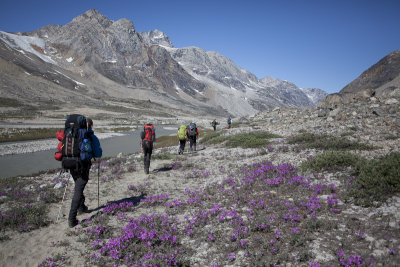 Colourful flowers along the path