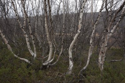 Swinging trees