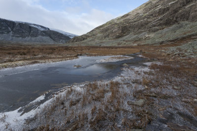 Icy marsh