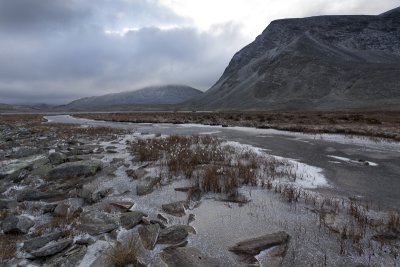 Icy marsh