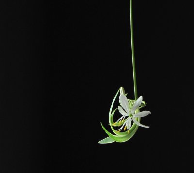 Spiderplant Flower 1.jpg
