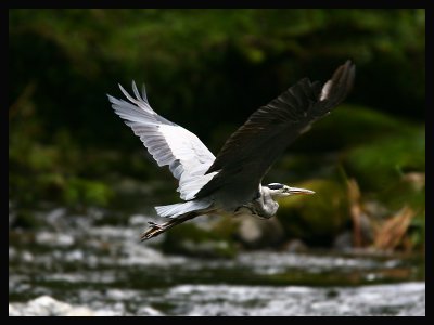 Heron.jpg