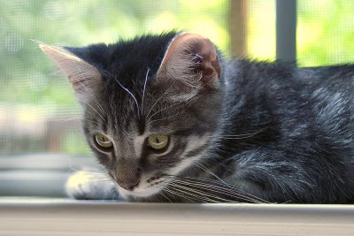 Thomas Laying by the Window