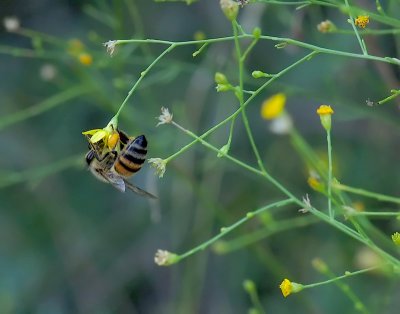 Bee on Flowers