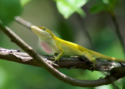 Anole