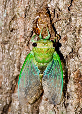 Young Cicada