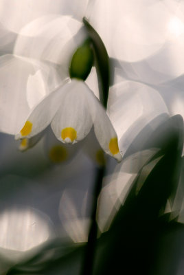 _MG_3443pf.jpg