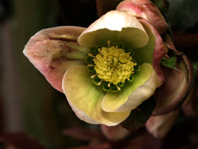 hellebore.jpg