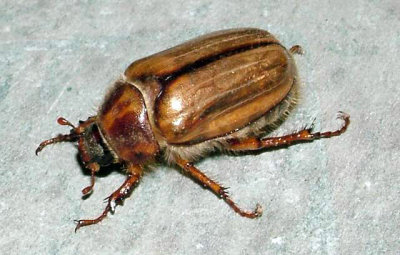 chafer beetle.jpg