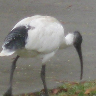 The Infamous Ibis Brisbane Australia