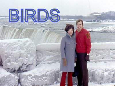Snow Birds