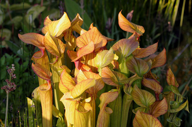 pitcher plants II