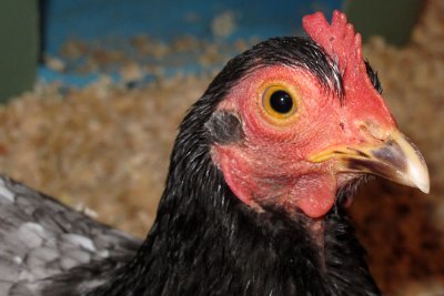 chicken portrait -March 27 2011