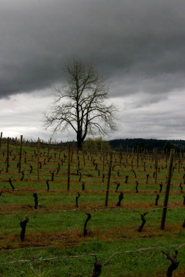 early spring vineyard