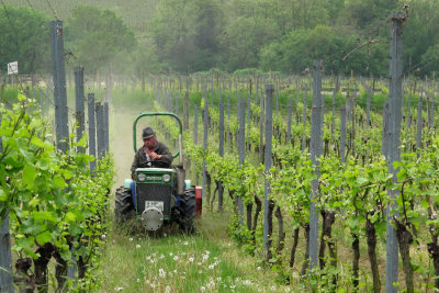 working the vineyards