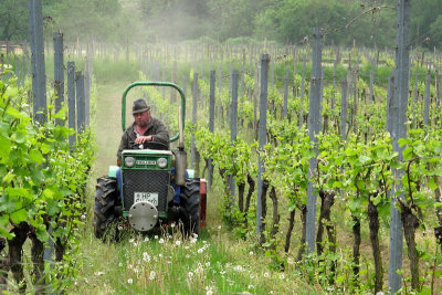 Grooming the vineyard