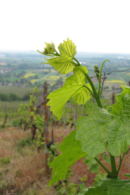 new growth on the vines