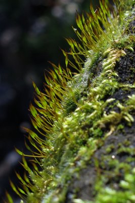 inklings of spring