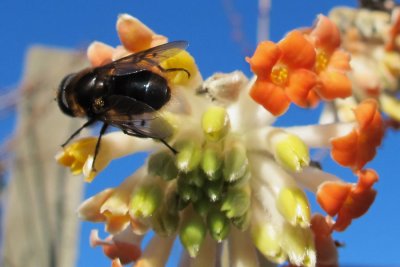 Busy Bee