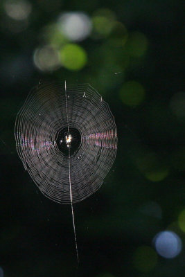 back yard spider web
