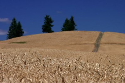 wheat fields at noon II