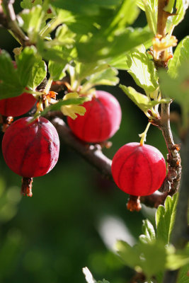 red gooseberries