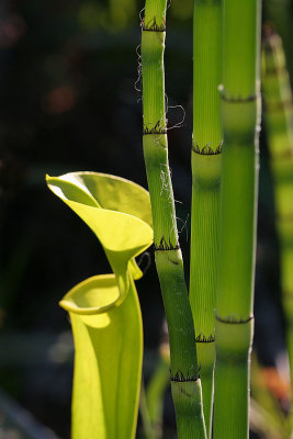 horse tails