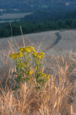 Wheat and valley II