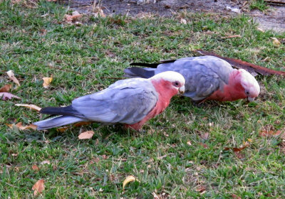 birds in the park, perth, australia