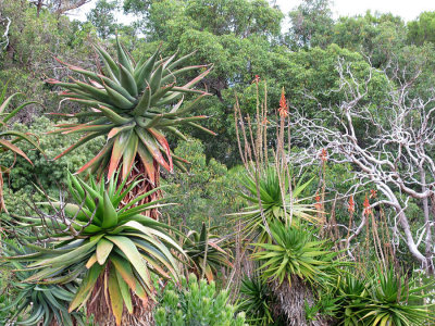 prickly woods