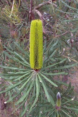 Banksia sceptrum