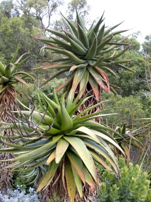 King's Park Botanical Garden