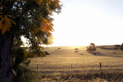 Evening light