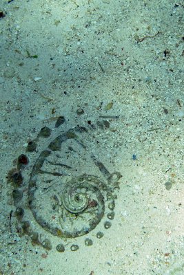 Seashell on the ocean floor