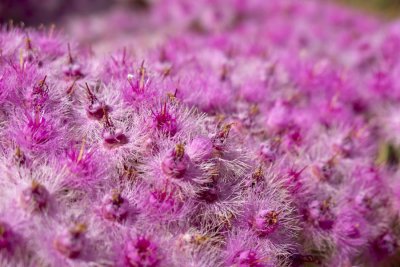 Pink Wooly Featherflower