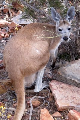 Kangeroo and Joey