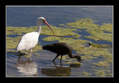 Ibis