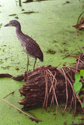 Juvenile night heron