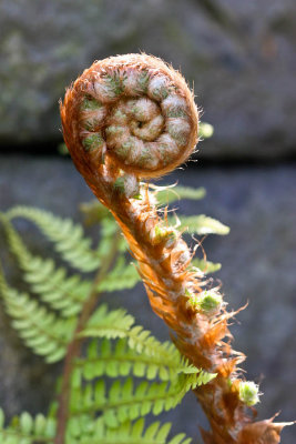 fern macro