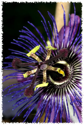 passion fruit flower