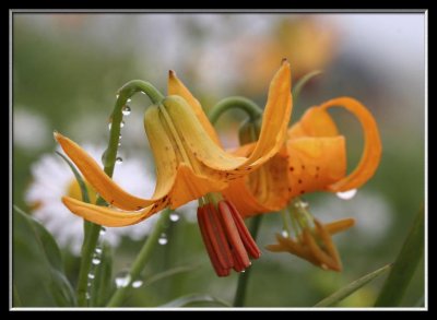 tiger lilly and fog droplets
