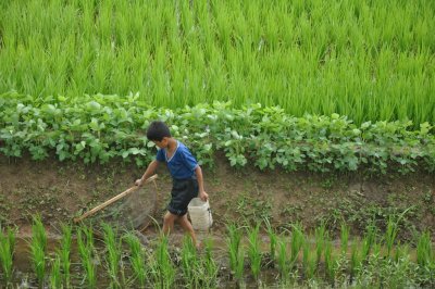 too young for the fields