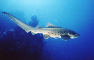 Sipidan and Mabul, Malaysia