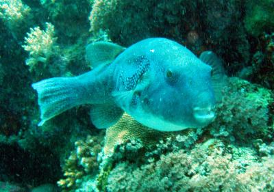 blue pufferfish9.jpg