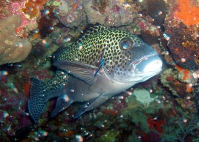 harlequin sweetlips2.JPG