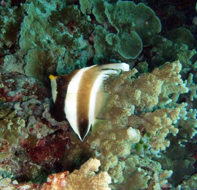 horned bannerfish or banded butterflyfish.jpg