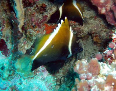 horned bannerfish.JPG