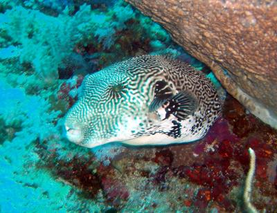 mappa pufferfish2.jpg